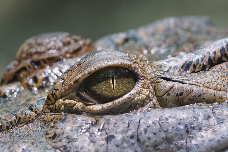 Scaley Sanctuary